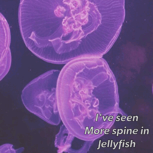 jellyfish pics tumblr medium
