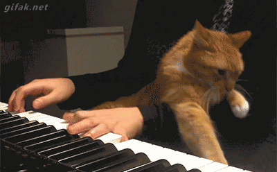 torturing my cat piano style more funny cats more medium