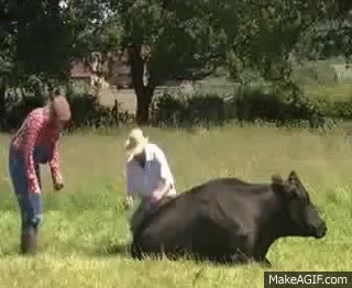 cows fart in fire on make a gif medium