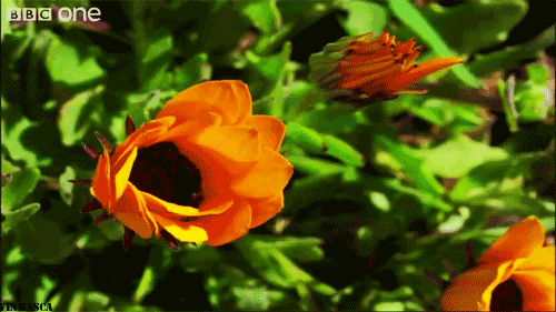 flowers gif find share on giphy medium