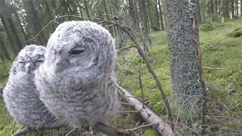 baby owl gif on gifer by truebearer medium