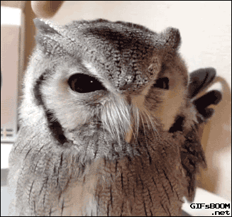 evil owl cute pinterest owl funny gifs and gifs medium