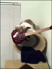 cat animals guitar gif on gifer by meran medium