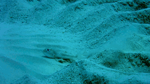 gif fish sand science biology david attenborough marine medium