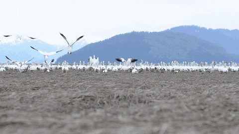 snow ducks geese gifs find share on giphy medium