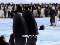 socially awkward penguin know your meme medium