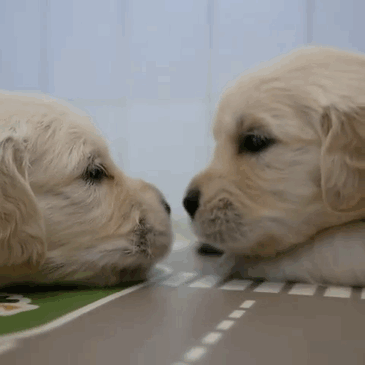 10 times golden retriever puppies were the purest thing in the medium