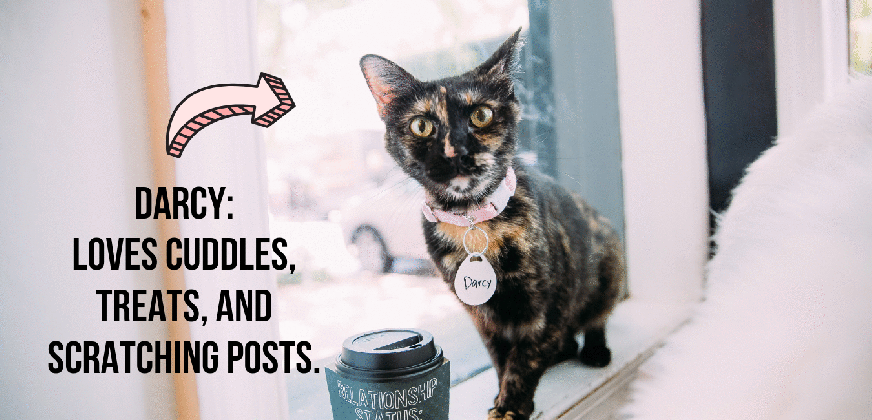 weekly newsletter crumbs whiskers blog tons of cat drinking water gif medium