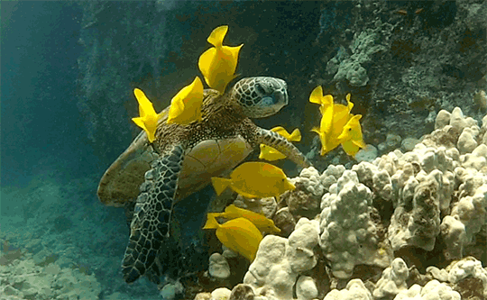 yellow tang removing algae and parasites from a green sea turtle in medium