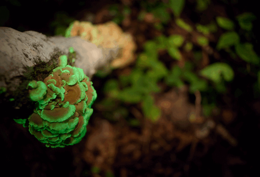 bioluminescent fungi 12 mushrooms that glow in the dark mushrooms medium