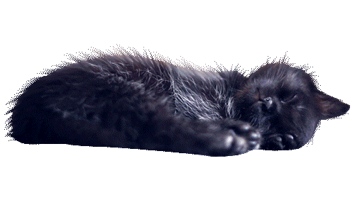 nice transparent kitten sleeping on your dash medium