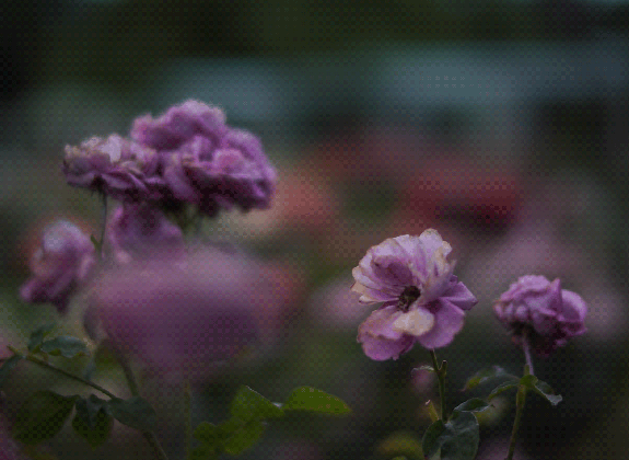 pink roses hashtag images on tumblr gramunion tumblr explorer medium
