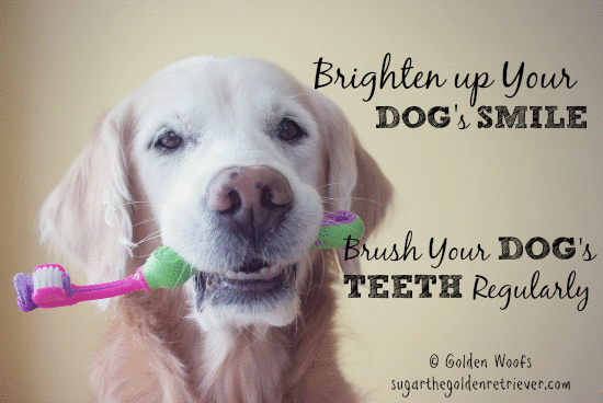 say no to dental disease brush your dog s teeth golden woofs medium