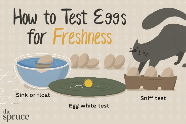 testing eggs for freshness and safety tons of cat drinking water gif medium