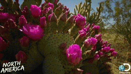 11 completely stunning gifs of cactus blooms that will change the medium