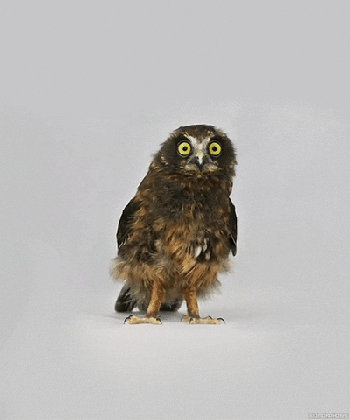 hoot with owls gifs find share on giphy medium