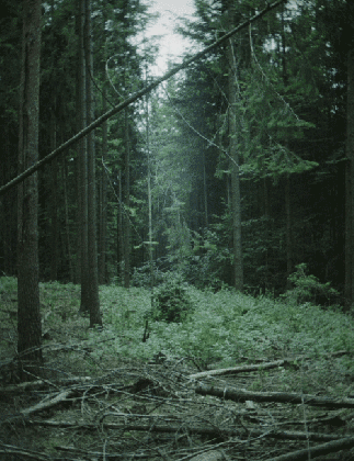trippy forest tumblr medium
