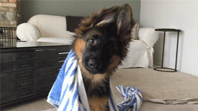 cute and funny puppies 17 gifs cute pinterest funny puppies medium