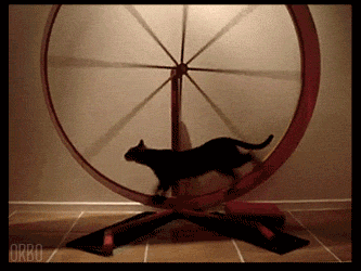cat exercise wheel gifs get the best gif on giphy medium