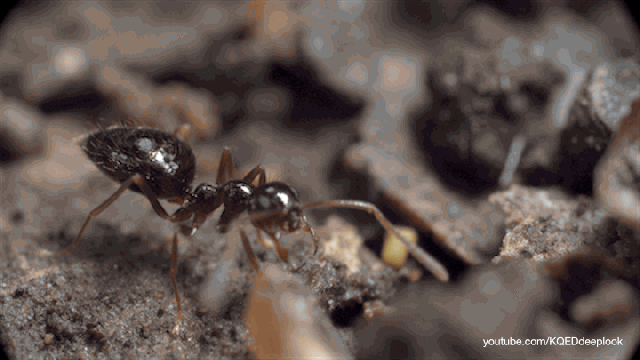 ant gif find share on giphy medium
