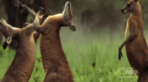 kangaroo fight gifs get the best gif on giphy medium