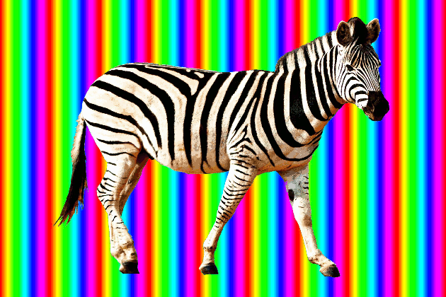 animals walking zebra gif on gifer by gavinraath medium