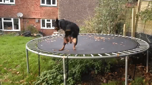 trampoline dog tumblr medium