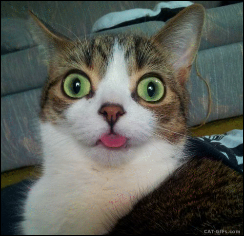 artistic cat gif funny cat sticking his tongue out blep mode medium