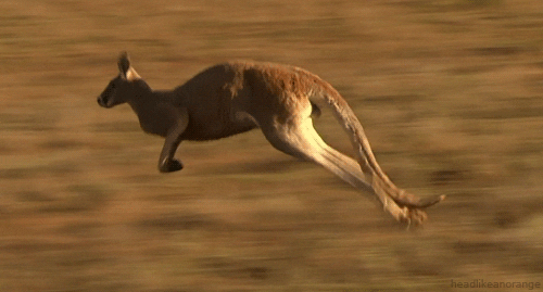 bbc natural world kangaroo gif by head like an orange medium