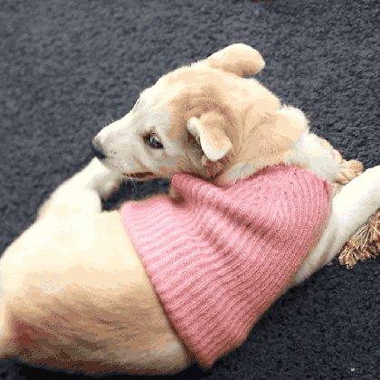sweater puppy gif full zip sweater medium