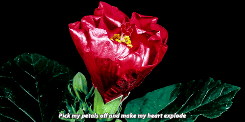 flower opening pick my petals off and make my heart medium