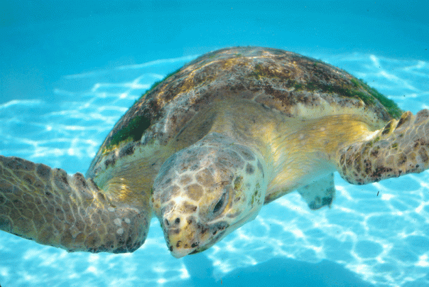 the truth about sea turtles in south walton 30a medium