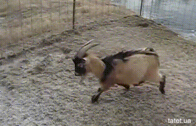 funny goat gif tumblr medium