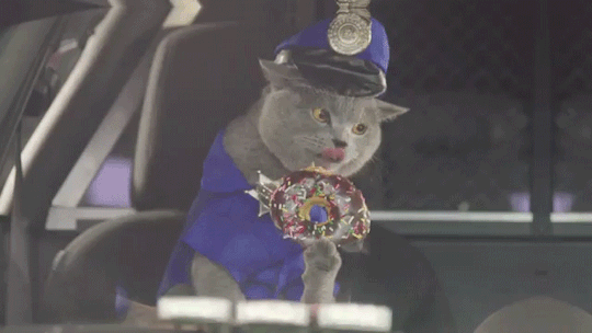 cat cop is after a cat thug in this epic car chase video medium