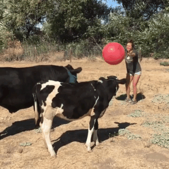cows and ball funny pinterest cow animal and gifs medium