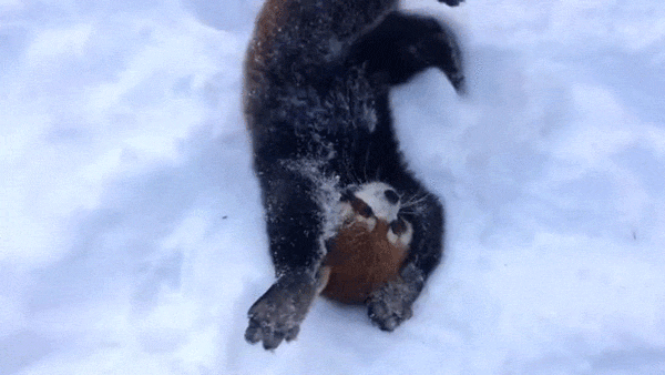 prepare for a cuteness overload thanks to these red panda medium