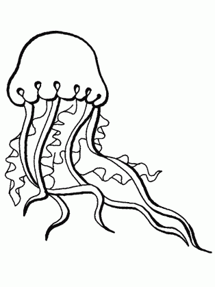 jellyfish coloring page clipart panda free clipart images medium