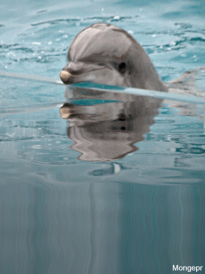 delfin cute little thing pinterest water life animales and medium