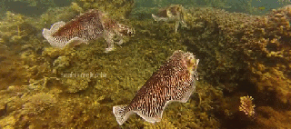 tag for ocean animals underwater underwater photography gifs find medium
