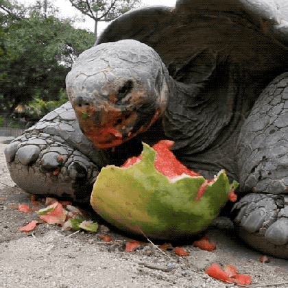 watermelon eating gif by san diego zoo find share on giphy medium