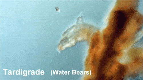 tardigrades the microscopic water bears that defy all odds medium