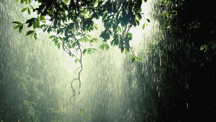 raining in forest full hd wallpaper and background image 1920x1080 medium