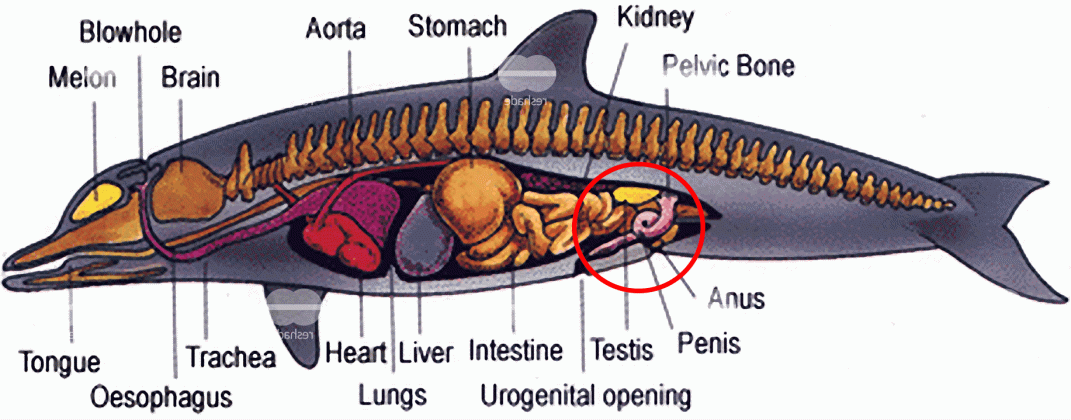 fein delphin anatomie diagramm fotos menschliche anatomie bilder medium