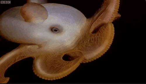 pics creatures gif find share on giphy medium