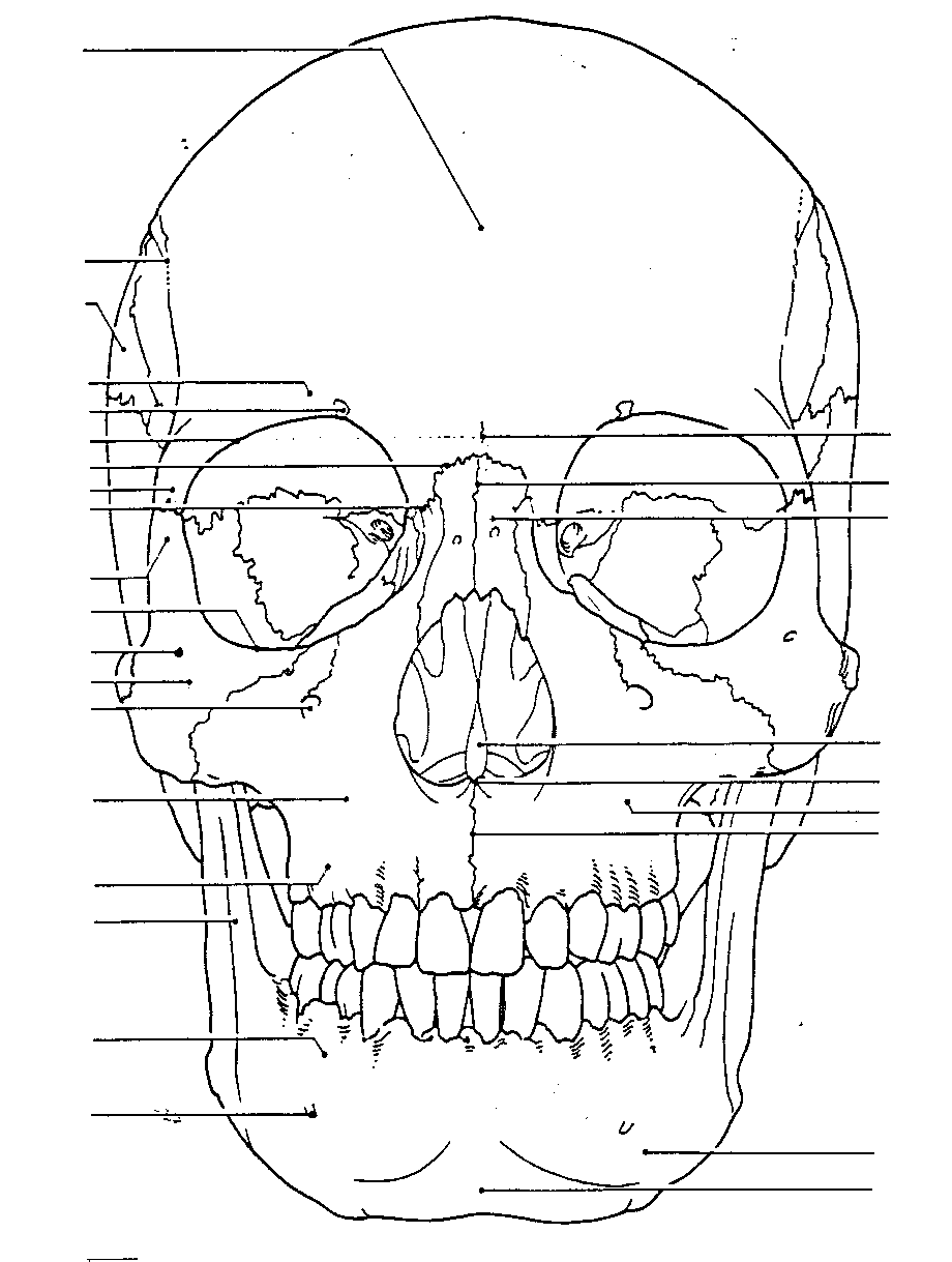 frontal view of skull side view of skull back view of skull brain medium