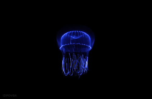 antipahtico ocean life jellyfish pinterest jellyfish animal medium