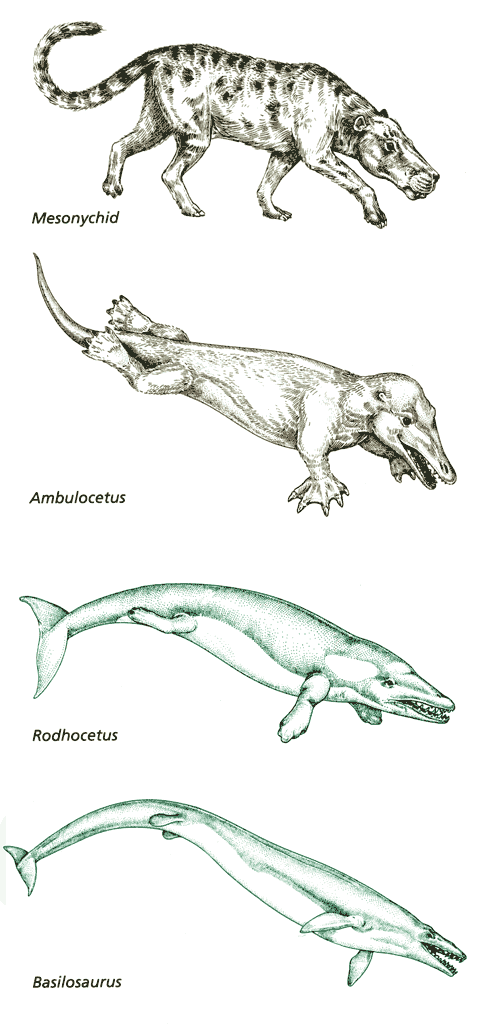 evolutionary sequence depicting the transition between terrestrial medium