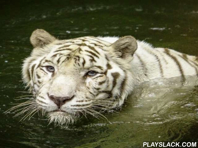white tiger water touch android app playslack com white tiger medium