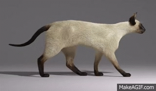 images of animated cat walking gif spacehero medium