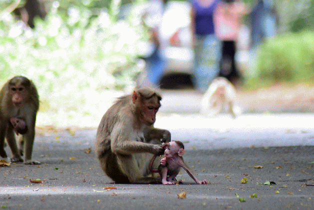 purest love freetoedit photography nature monkey baby medium
